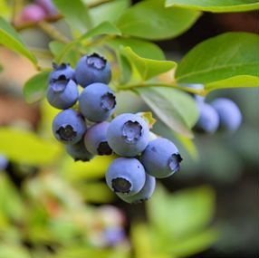 Commencement of Blueberry Harvest at Barizan Barzan Company in the Halal Abad Unit