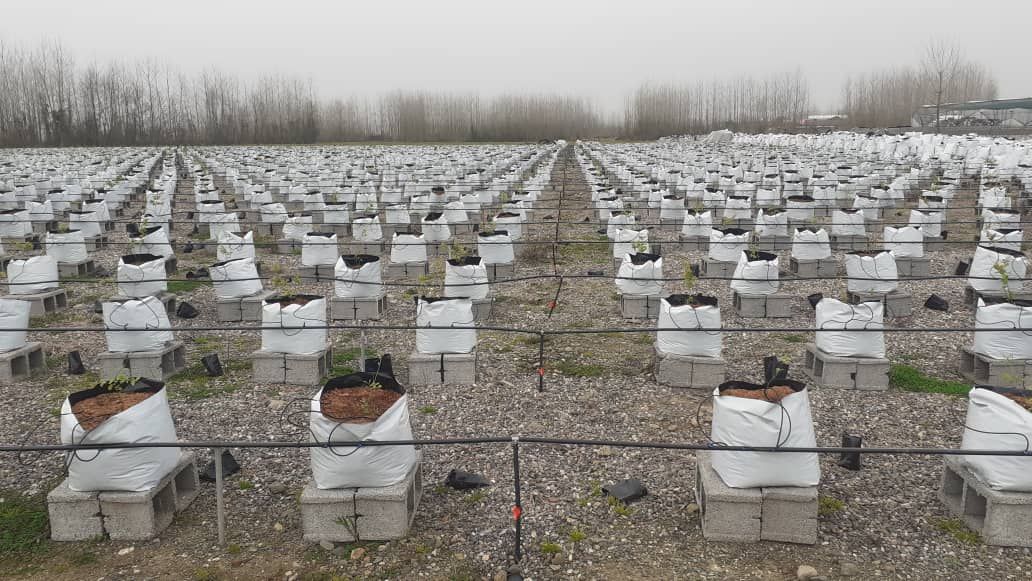 Initiation of Blueberry Cultivation