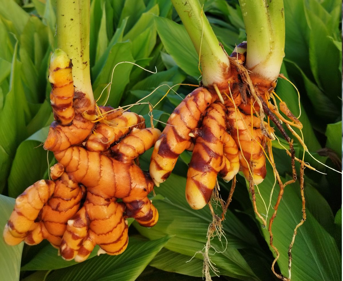 The commencement of turmeric harvesting at the Nayri Business Group Company.