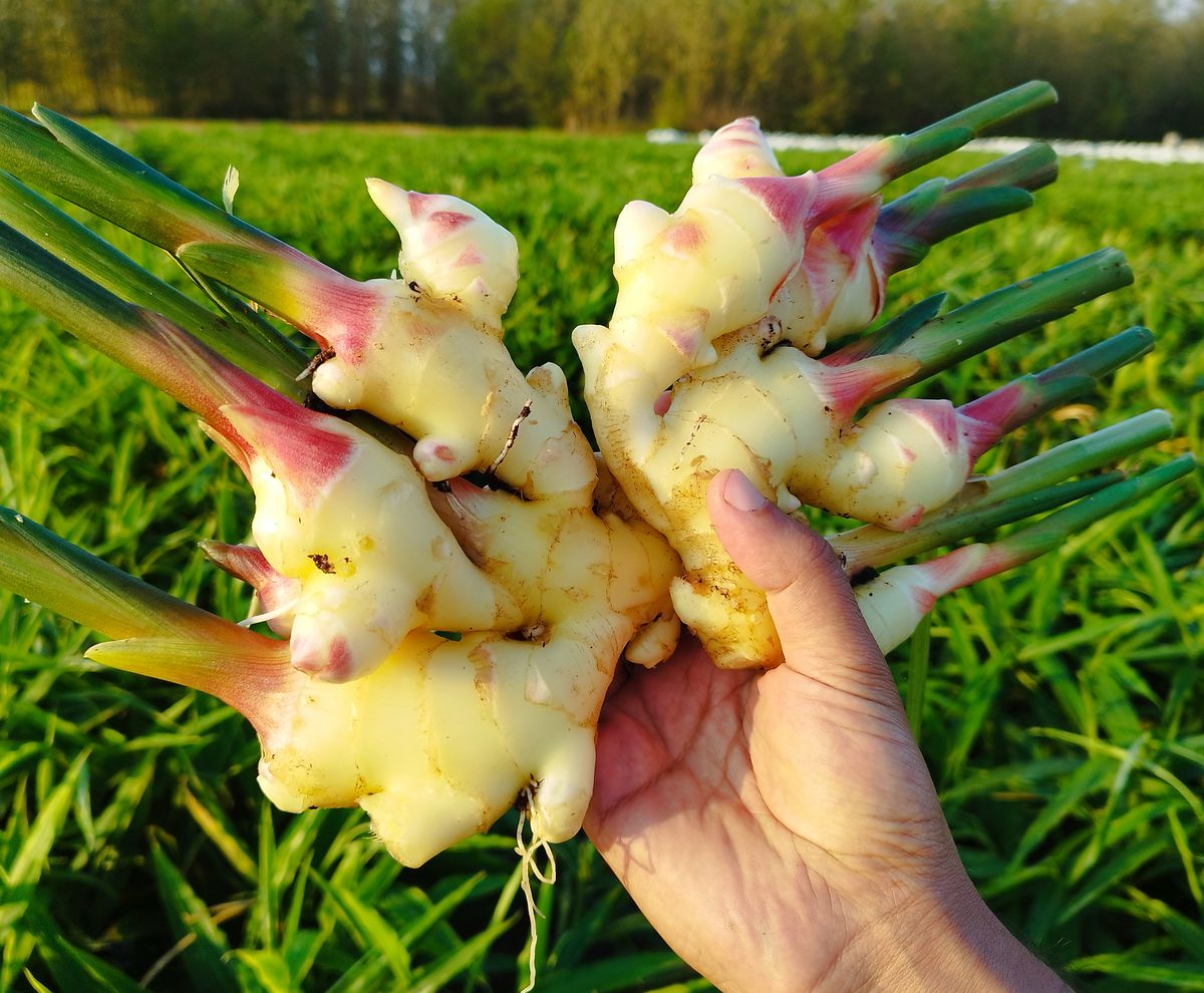 Commencement of ginger harvesting in the farms of Nazari Business Group.