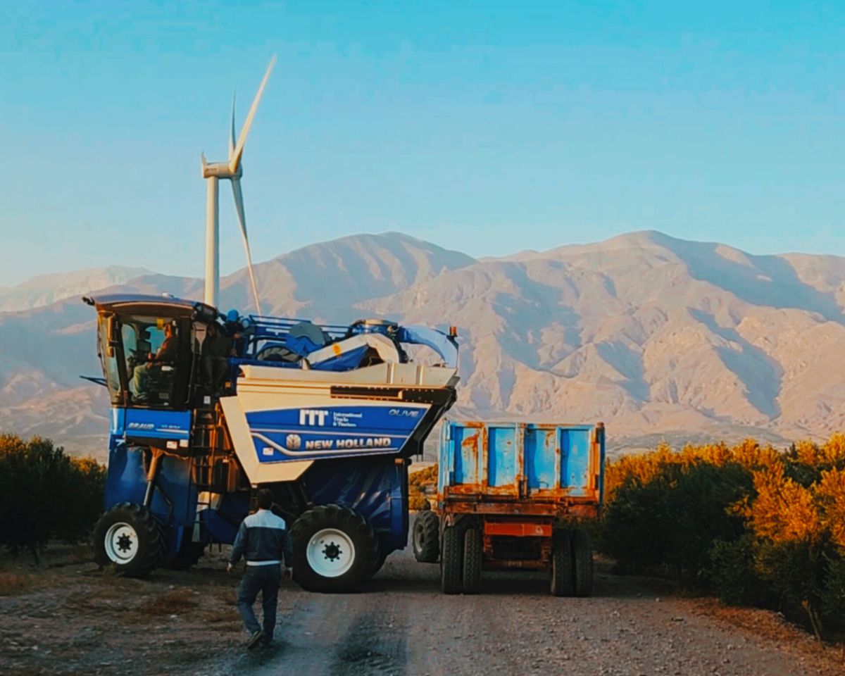 Commencement of Olive Harvest in Tarom Orchards