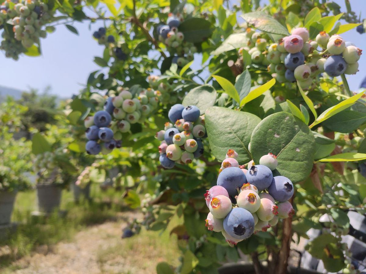 Commencement of Blueberry Harvest at Barizan Barzan Company in the Halal Abad Unit