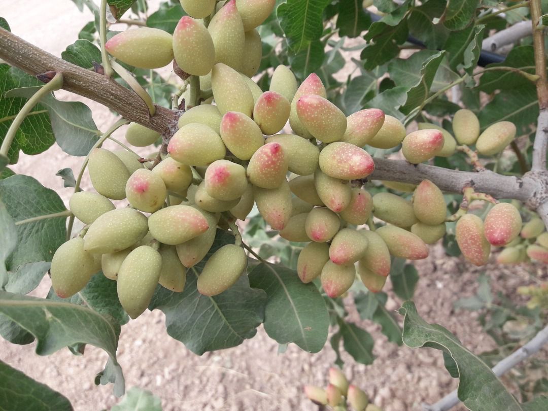 The pistachio harvest has begun in the orchards of the Nazari business group