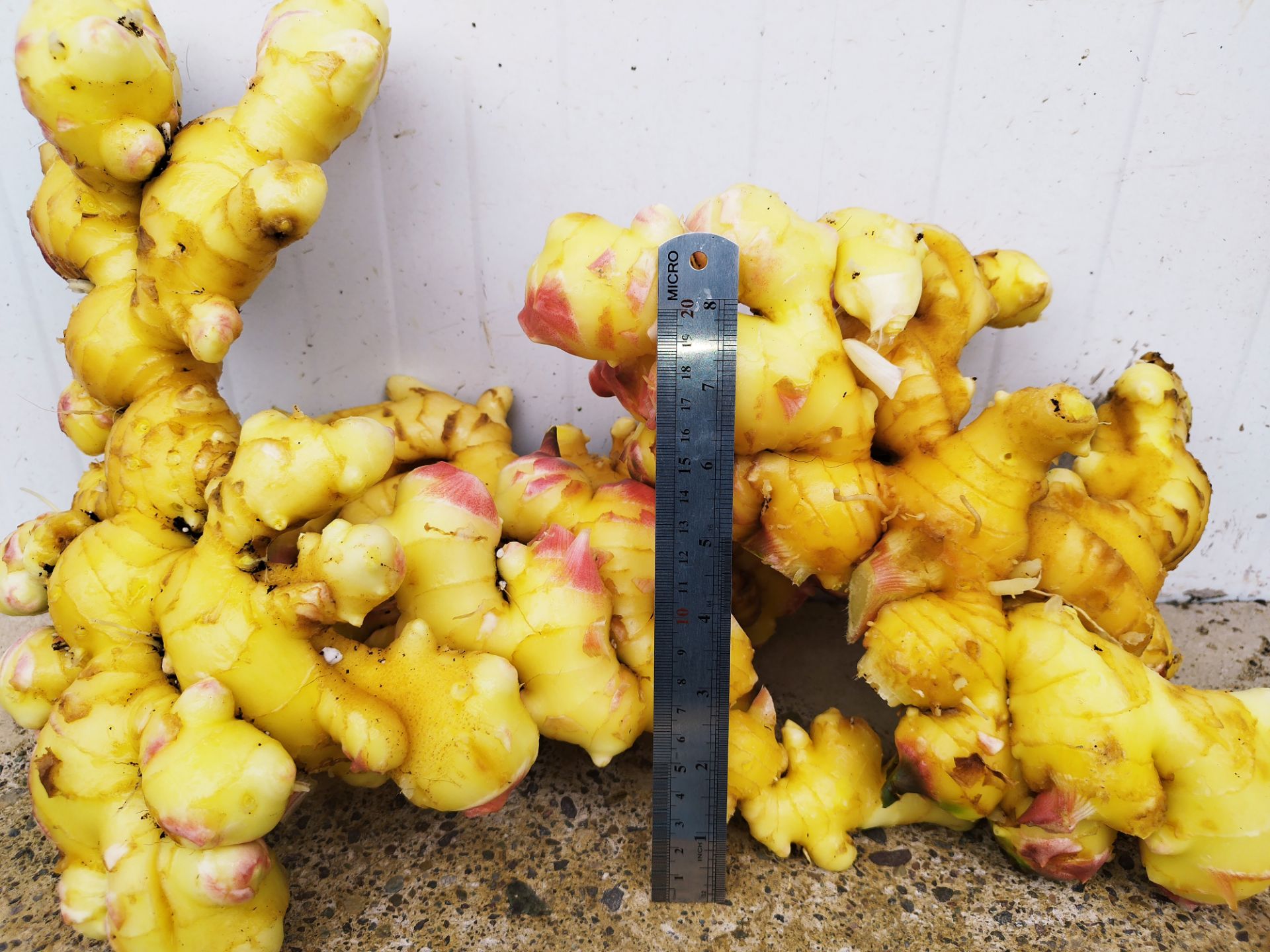 Ginger Harvest at Nazari Business Group Farms