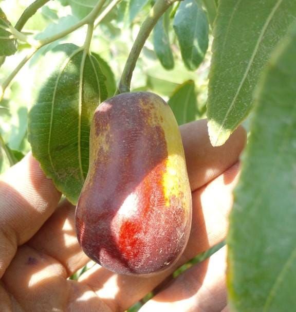 The beginning of Jujube harvesting in Nazari business group's farms