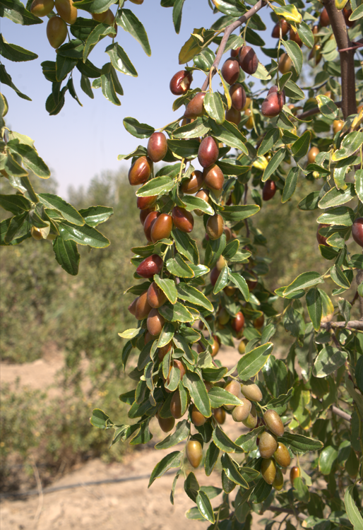 برداشت عناب در مزارع گروه کسب و کار نظری