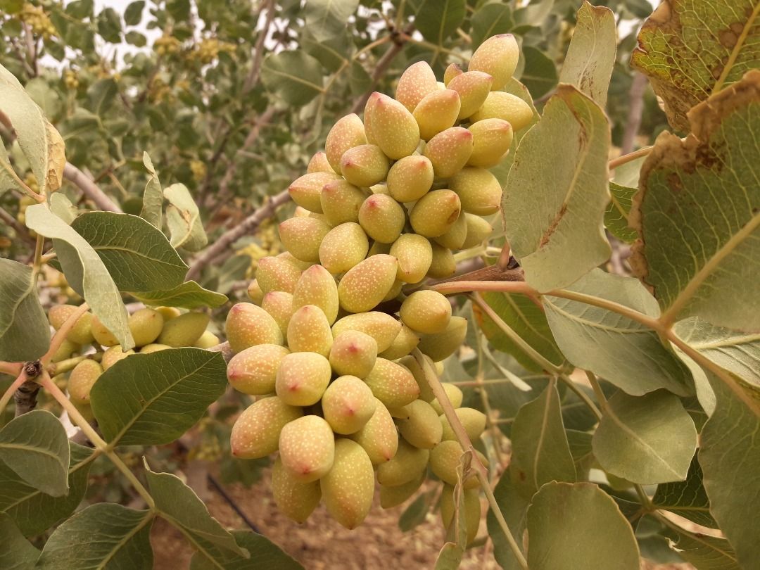 Pistachio Harvest at Nazari Business Group Farms