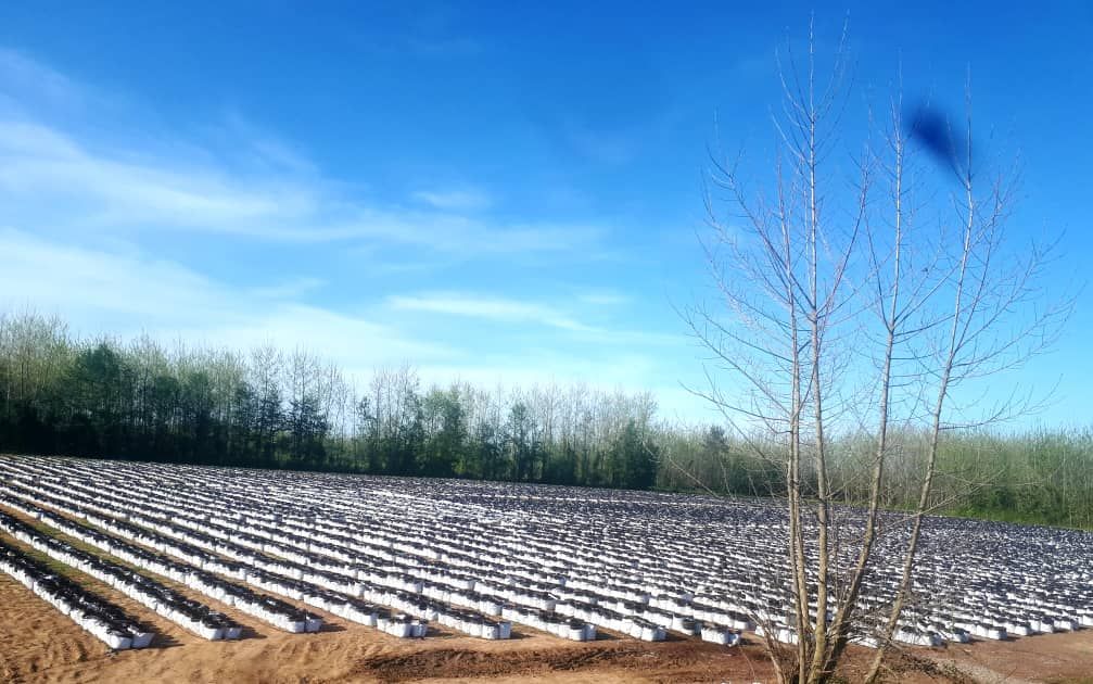 Initiation of Ginger and Turmeric Cultivation