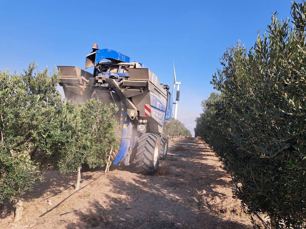 Tat Sabz Launches Mechanized Olive Harvest