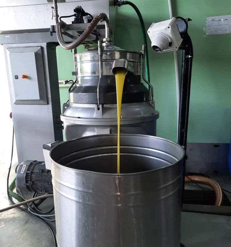 Tat Sabz Begins Olive Oil Processing Season
