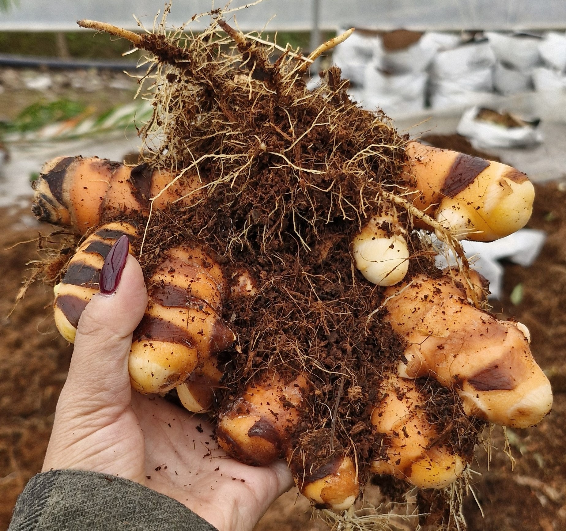 Turmeric Harvest in Nazari Business Group Farms