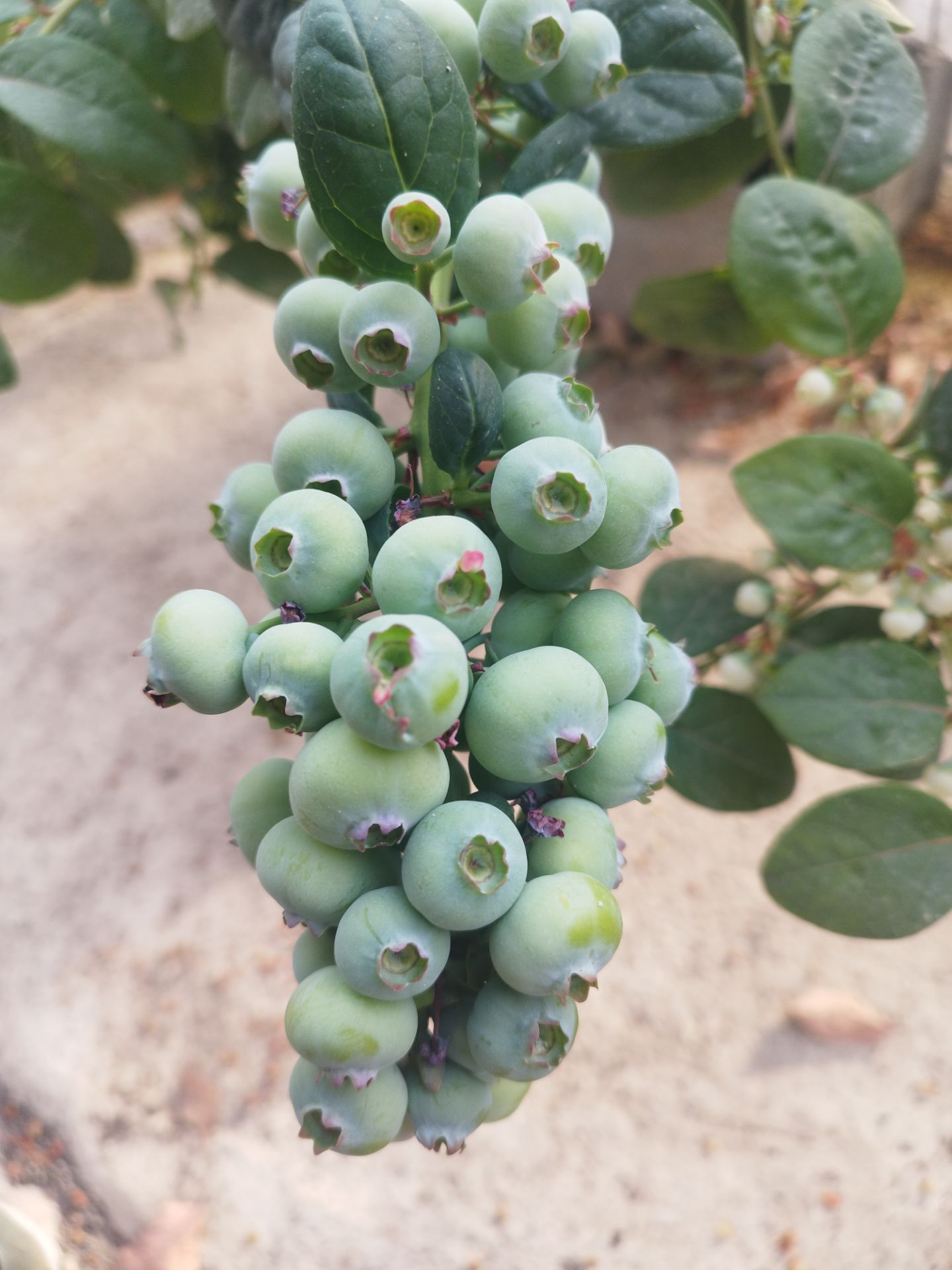 برداشت خارج از فصل بلوبری