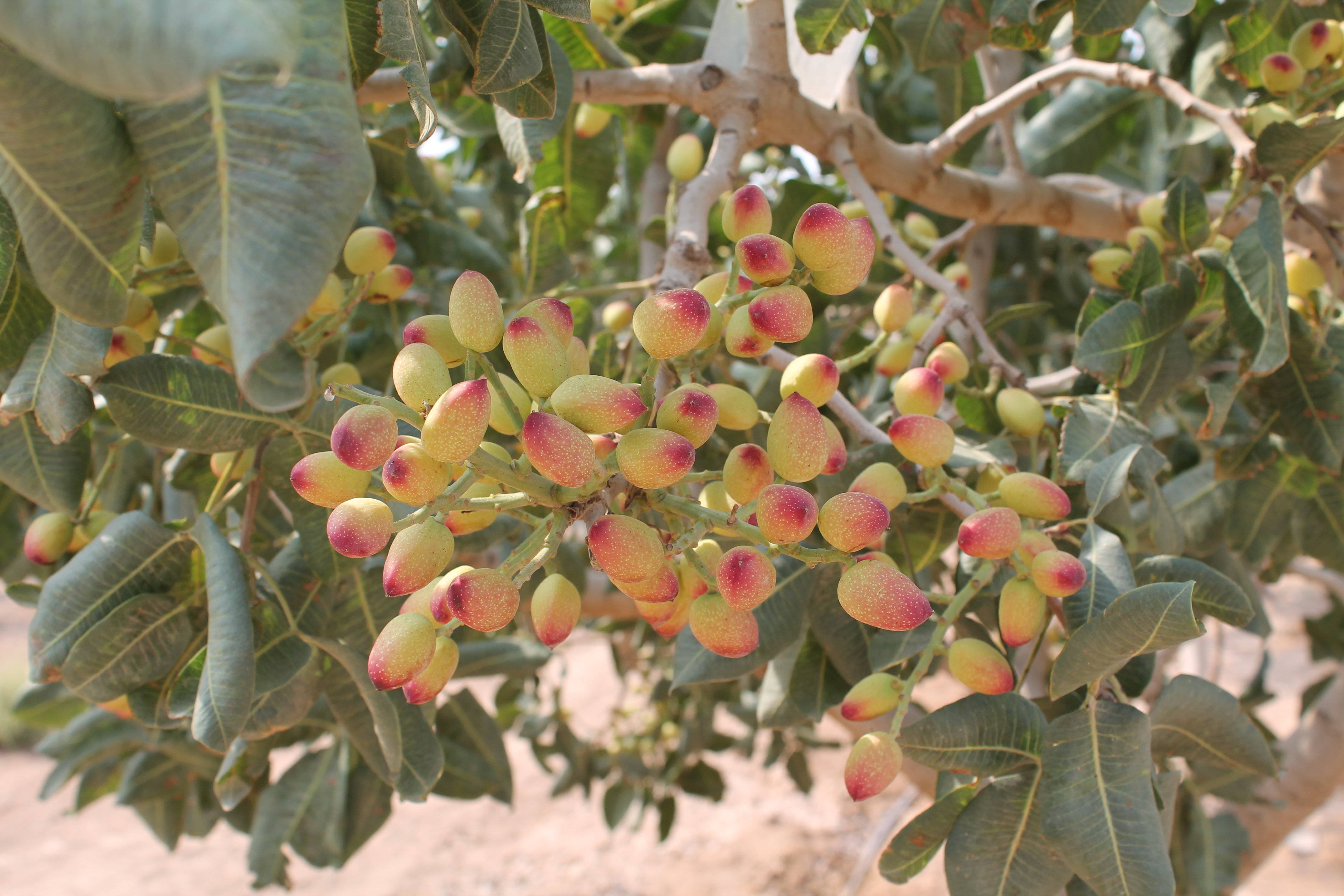 آغاز برداشت پسته از مزارع گروه کسب و کار نظری