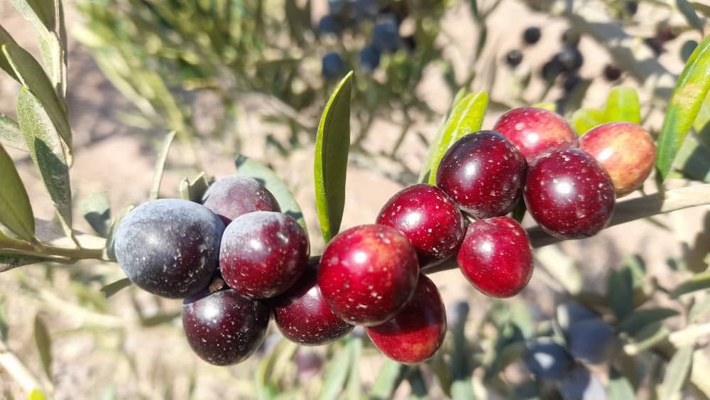 The Olive Harvest at Nazari Business Group  Farms