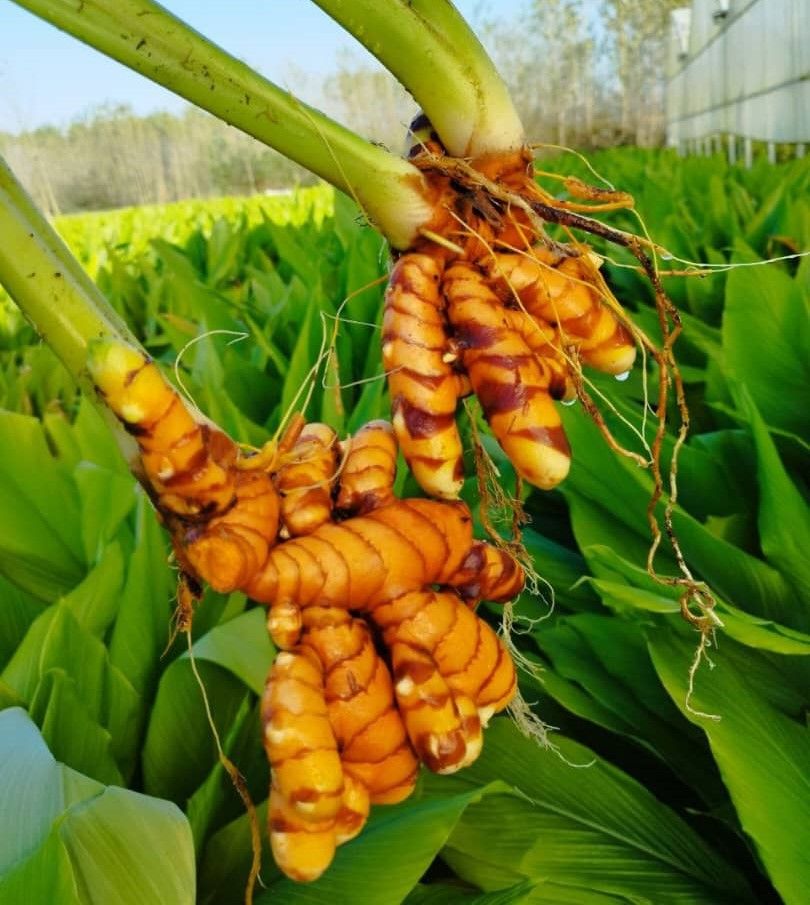 The commencement of turmeric harvesting at the Nayri Business Group