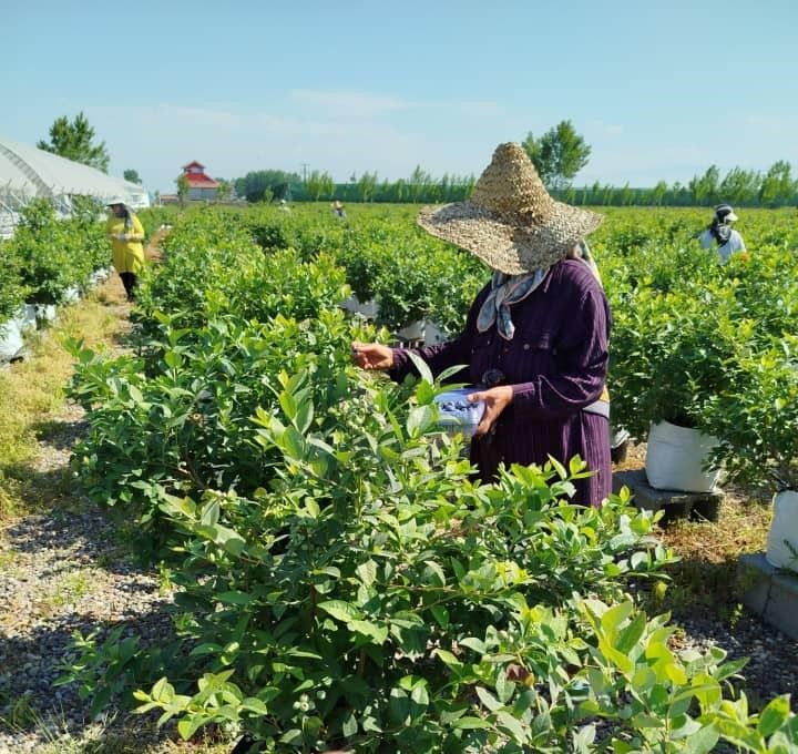برداشت بلوبری از مزارع فضای آزاد آغاز شد